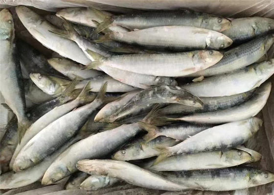 quality Intere sardine congelate fresche del giro 95g di sardinella lemuru factory